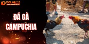Đá Gà Campuchia Trải Nghiệm Hấp Dẫn Tại Nhà Cái DOLA789