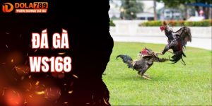 Đá Gà WS168 Đỉnh Cao Cùng Những Trận Thư Hùng Hấp Dẫn