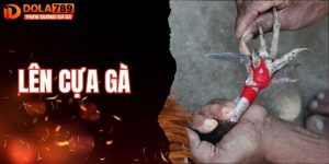 Hướng Dẫn Lên Cựa Gà Chuẩn Giúp Chiến Kê Bách Thắng