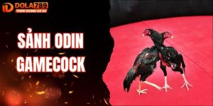 Sảnh Odin Gamecock - Những Trận Đá Gà Nổi Tiếng Tại DOLA789